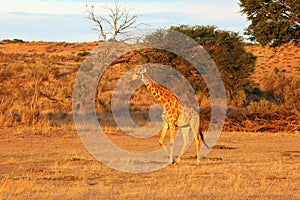The south african girrafe Giraffa camelopardalis giraffa in the midlle of the dried river