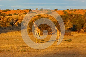 The south african girrafe Giraffa camelopardalis giraffa in the midlle of the dried river