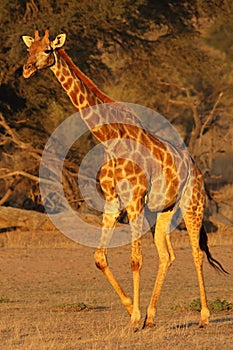 The south african girrafe Giraffa camelopardalis giraffa is walking in the middle of dried river in the desert in sunset with