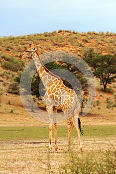 The south african girrafe Giraffa camelopardalis giraffa in the midlle of the dried river. A  herd of giraffes in the desert