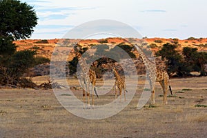 The south african girrafe Giraffa camelopardalis giraffa in the midlle of the dried river. A  herd of giraffes in the desert