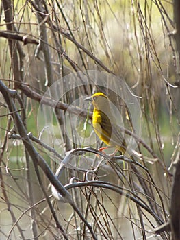 South African Golden Weaver Bird - Ploceus xanthops