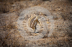 South African ground squirrel