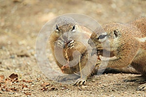 South African ground squirrel