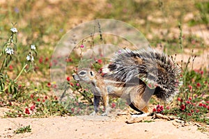 South African ground squirrel in flowering desert Kalahari