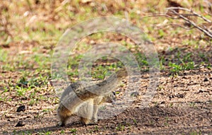 South African ground squirrel isolated