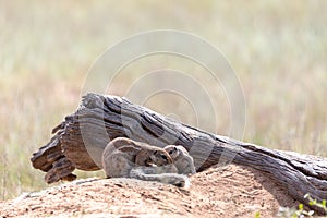 South African ground squirrel Kalahari