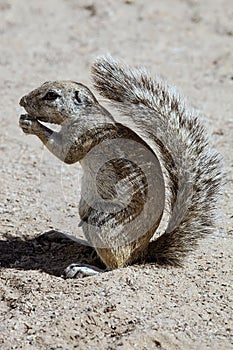 South African ground squirrel, Kalahari, South Africa