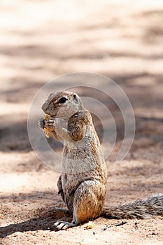 South African ground squirrel Xerus inauris