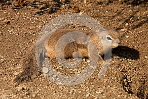 South African ground squirrel, Xerus inauris