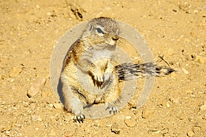 South African ground squirrel, Xerus inauris