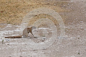 South African ground squirrel Xerus inauris