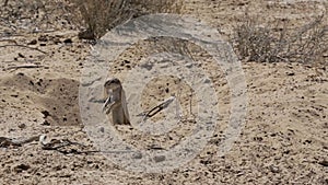 South African ground squirrel Xerus inauris