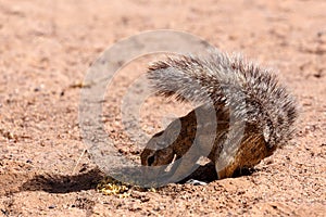 South African ground squirrel Xerus inauris
