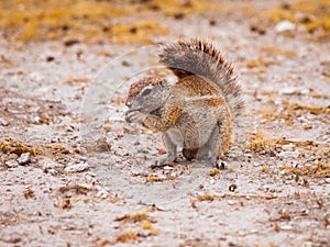 South African ground squirrel, Xerus inauris, sitting and eating, Etosha National Park, Namibia