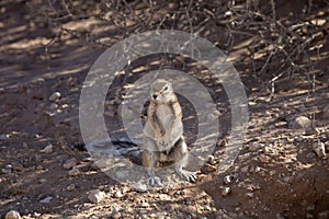 South African ground, Xerus inauris, squirrel,Gemsbok National Park, South Africa