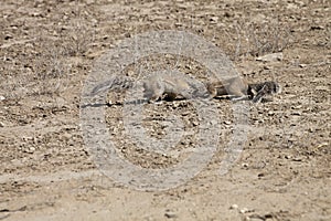 South African ground, Xerus inauris, squirrel,Gemsbok National Park, South Africa