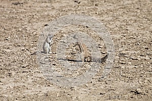 South African ground, Xerus inauris, squirrel,Gemsbok National Park, South Africa