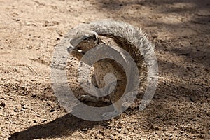 South African ground, Xerus inauris, squirrel,Gemsbok National Park, South Africa