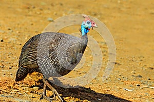 South African Guineafowl bird