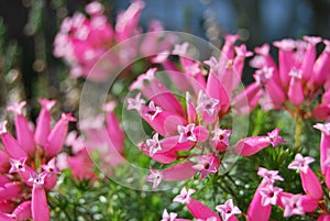 South African Heather (Erica verticillata)