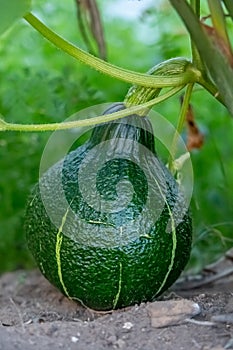 South African Hubbard Squash