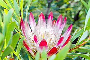 South African King Sugar Bush Pink Protea cynaroides, Kirstenbosch