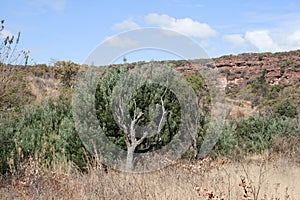 DEAD TREE WITH GREY TRUNK AND GREEN WATTLE TREES BEHIND WITH RED ROCK FACE CLIFFS IN THE BACKGROUND photo