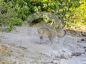 South African leopard, Panthera pardus shortridge, is very rare in Chobe National Park, Botswana photo