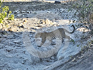 South African leopard, Panthera pardus shortridge, is very rare in Chobe National Park, Botswana photo
