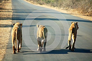 Sur leones sobre el carreteras 