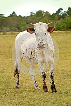 South African Nguni bull calf