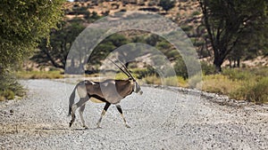 South African Oryx in Kgalagari transfrontier park, South Africa