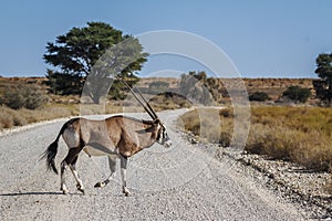 South African Oryx in Kgalagari transfrontier park, South Africa