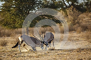 South African Oryx in Kgalagari transfrontier park, South Africa