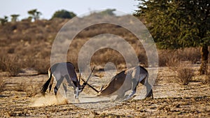 South African Oryx in Kgalagari transfrontier park, South Africa