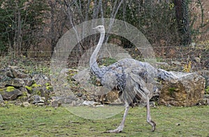 The South African ostrich