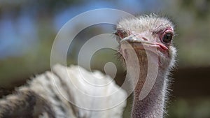 South African ostrich close-up