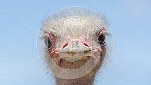 South African ostrich close-up