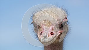 South African ostrich close-up