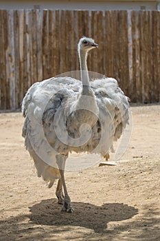 South African ostrich close-up