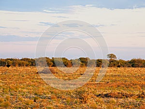 South African ostrich, Struthio camelus australis. Madikwe Game Reserve, South Africa