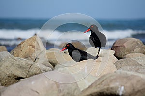 South African Oyster Catchers on rocks