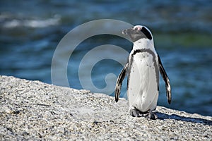 South African Penguin at Boulder's Beach, South Africa