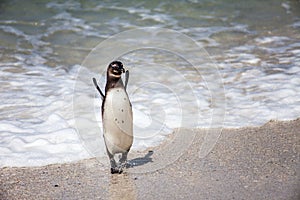 South African Penguin, Boulders Beach, Cheering