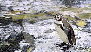 South African penguin stand on a rock