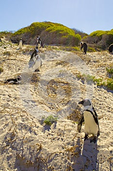 South African Penguins at Boulders Beach, Simon`s Town