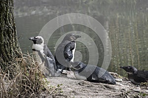 South African Pinguins at the lake