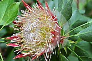 South African plant Protea cynaroides