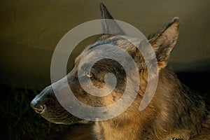 SAPS K9 German Shepherd